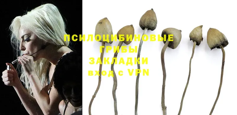 цены наркотик  Нюрба  Псилоцибиновые грибы Psilocybine cubensis 