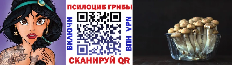 Галлюциногенные грибы Psilocybe  Нюрба 